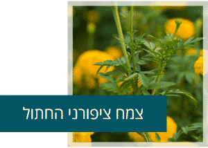 צמח ציפורני חתול