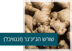 שורש ג'ינג'ר - זנגביל