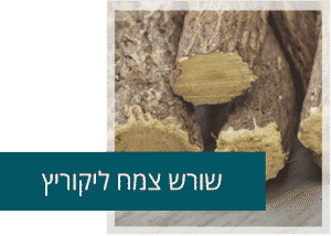 שורש צמח ליקוריץ