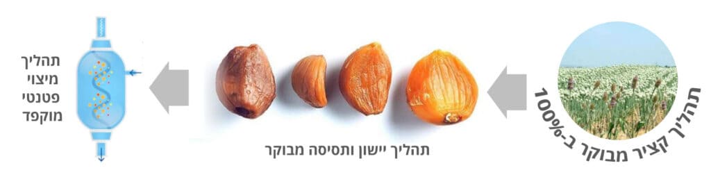 תהליך יצור שום שחור