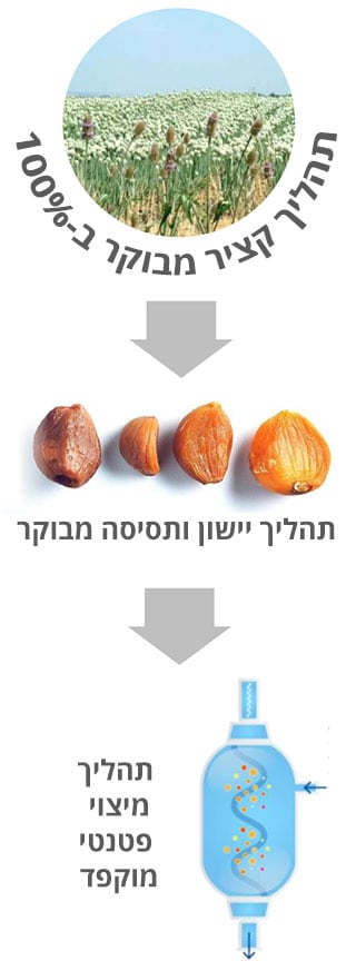 תהליך יצור שום שחור