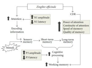 השפעת הג'ינג'ר על תשומת לב, יכולות קוגנטיביות וזיכרון [7].