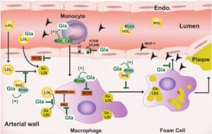 השפעות גלברידין על יעדים ביולוגיים שונים המעורבים בטרשת עורקים.