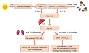 תהליך הסינתזה של ויטמין D ותפקידו בחילוף חומרים.