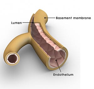 שכבת האנדותל בתוך כלי דם